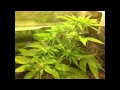 Ak48  blue mystic auto  jurnal 17