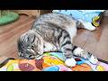 電動猫おもちゃで運動不足を解消したかったんですが…🤣🤣🤣 |キャッチミーイフユーキャン2