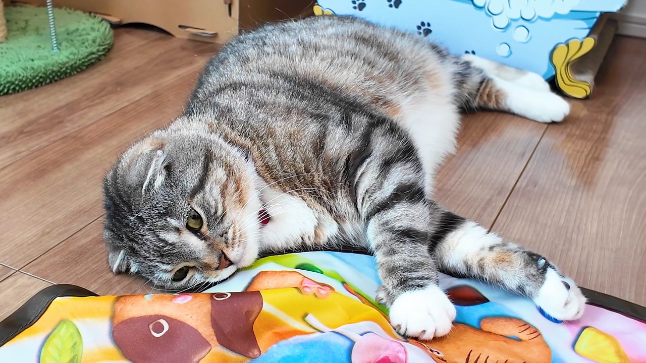 I wanted to use an electric cat toy to help my cat get some