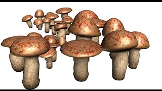 #613. Грибы (Еда и напитки)
