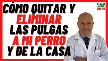 ¿Cómo le quito las pulgas a mi perro?