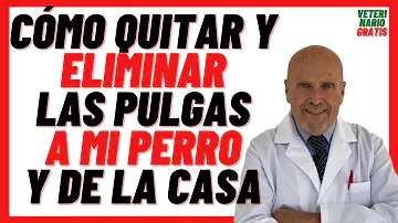 ¿Cuánto duran las pulgas en mi perro?