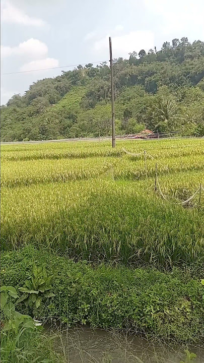 Download lagu di sawah yang indah