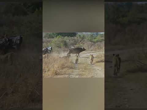 Leones x Búfalos