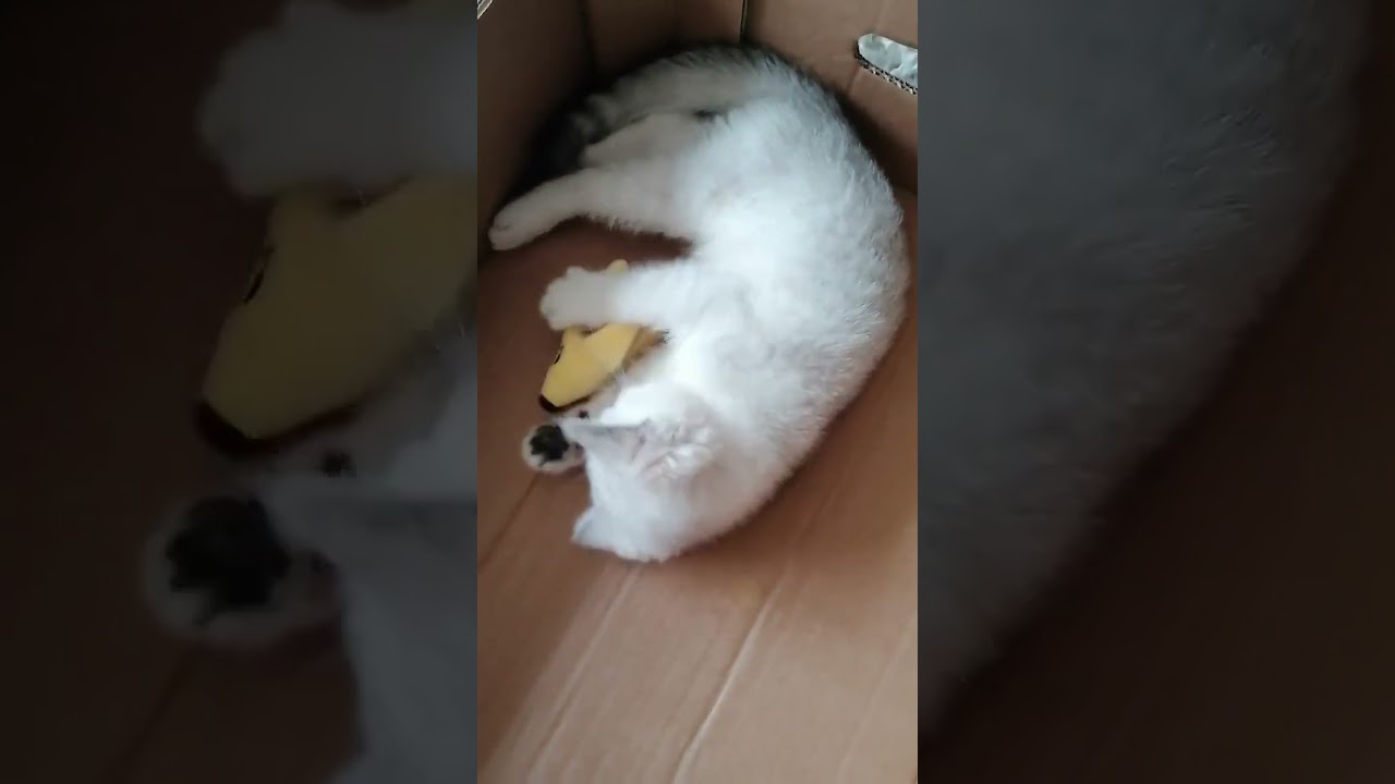 Mochi vs Grumpy Banana