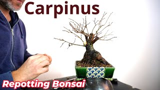 Shohin bonsai techniques