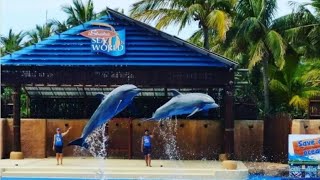 ushaka marine world dolphin show #durban
