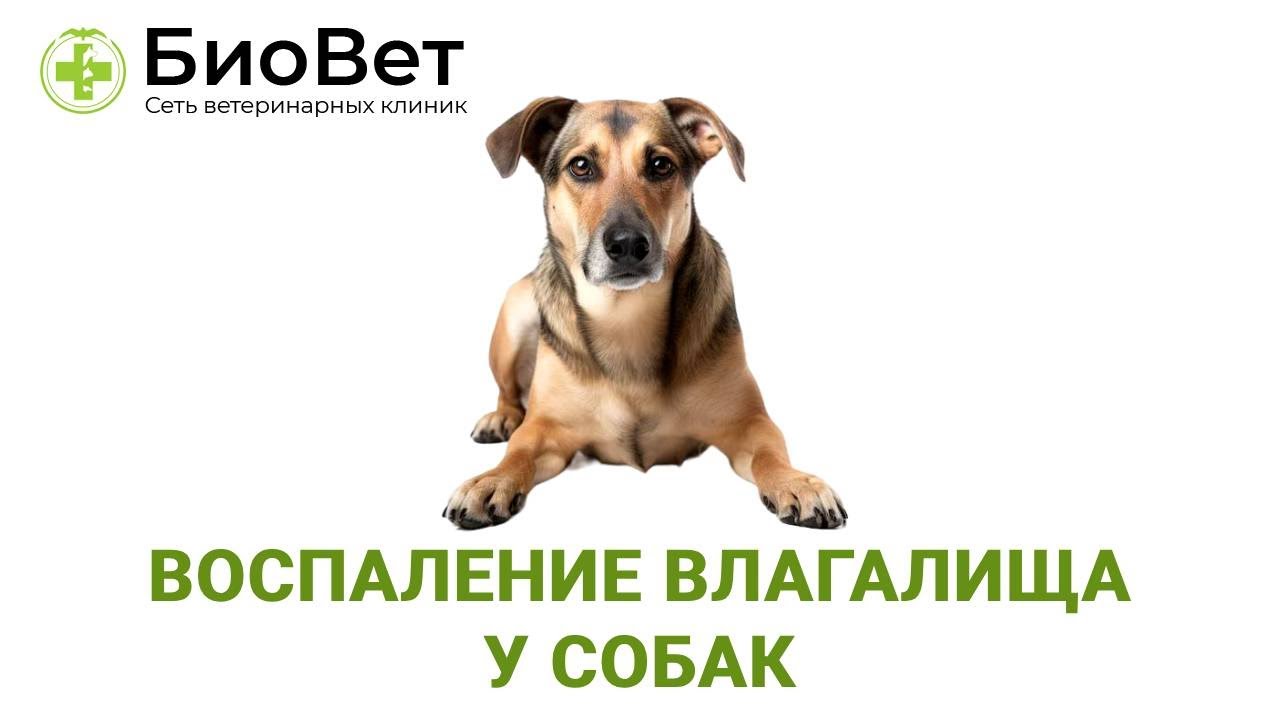 Воспаление влагалища у собак