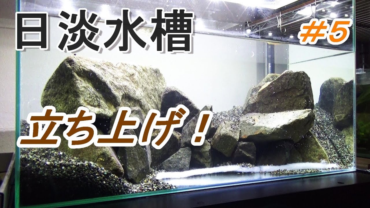 渓流レイアウト 日本淡水魚水槽60cm立ち上げ Youtube