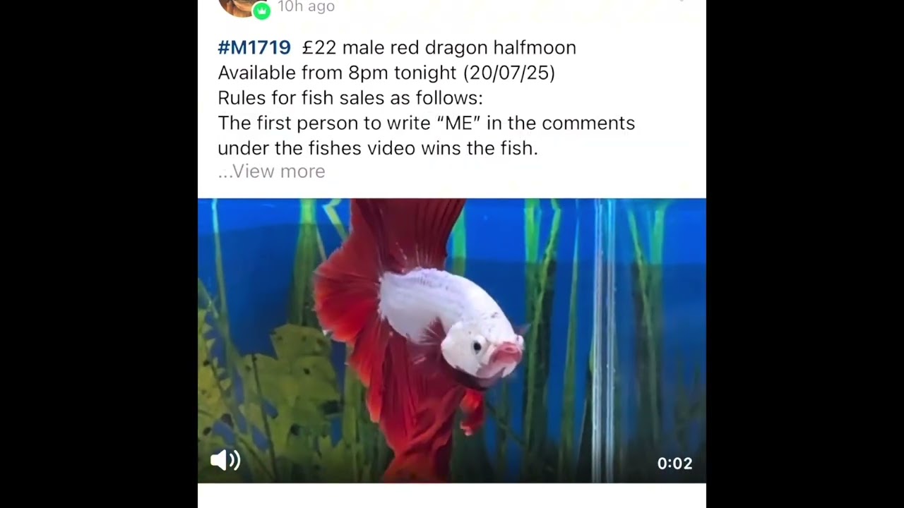 Ordering a dragon scale betta fish online 