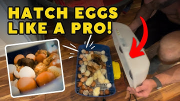 Avoid These Mistakes When Incubating Eggs! [Boost Your Hatch Rate]