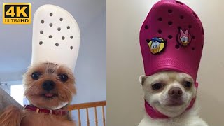 🐶 Funny dogs compilation, try not to laugh 😂 Сute funny dogs - Khrystyn reaction