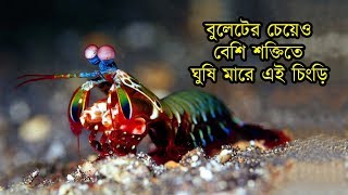 বুলেটের গতির চেয়েও দ্রুত ঘুষি মারে ময়ূর চিংড়ি | Mantis Shrimp Fastest Punch at 40000 fps in Bangla