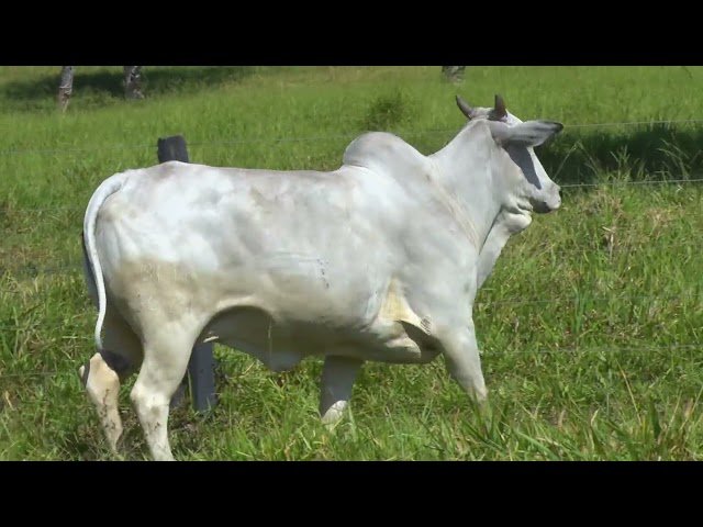 LOTE 63   BMY 1674 mp4