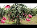 Dragon Fruit Farming, Cultivation And Harvesting