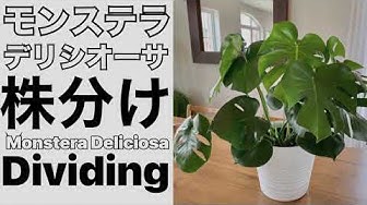 モンステラ Youtube モンステラ Youtube