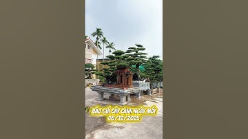 BÁO GIÁ CÂY CẢNH NGÀY MỚI – GIÁ CÔNG KHAI, MINH BẠCH #caycanh #bonsai #sorts #bonsaitree