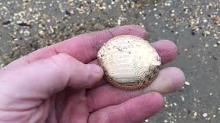 Low tide NJ beach metal detecting gone Gold!