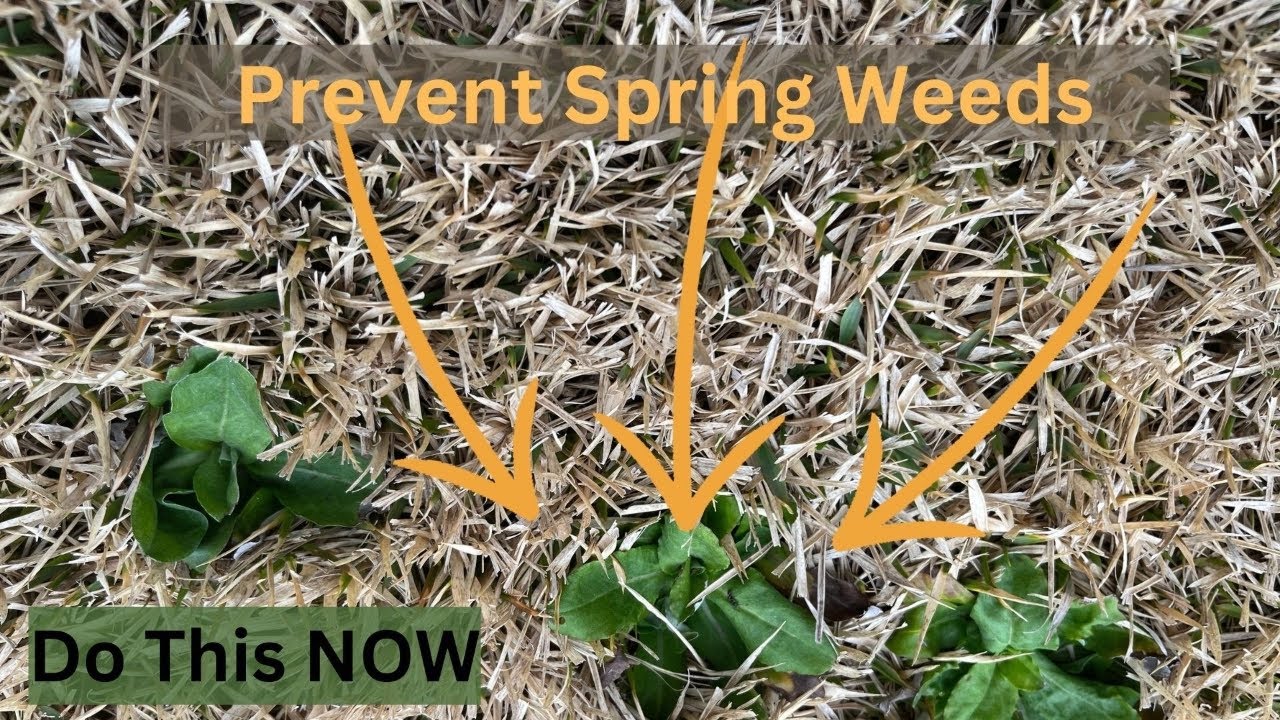 Cost Effective Weed Preventer // Prevent Summer Weeds // Preemergent