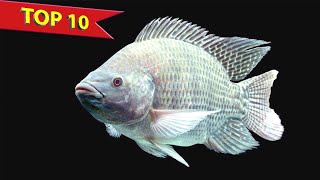 Top 10 Beneficial Pet Fish for Humans screenshot 5