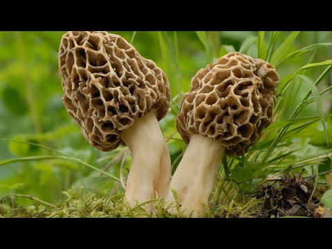 Video: Morel (fungo) - Proprietà Utili E Uso Di Spugnole, Spugnole Essiccate. Spugnola Comune, Commestibile, Conica