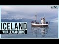 Iceland pt3 whale watching  unusual landscapes mustsee attractions i travel guide
