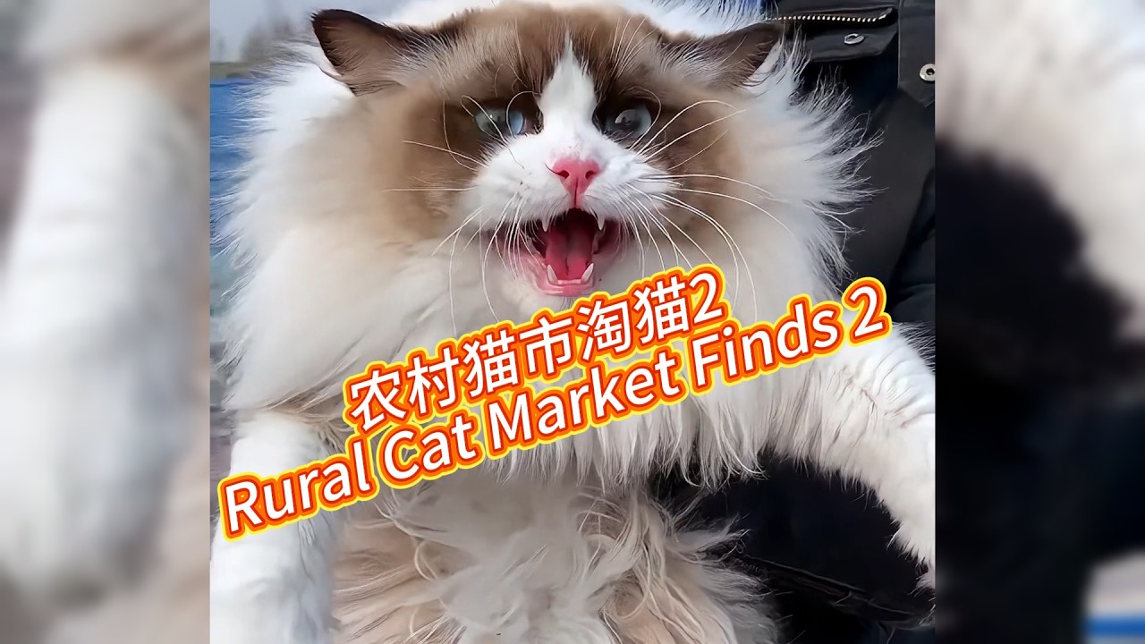 农村猫市淘猫2【Rural Cat Market Finds 2】