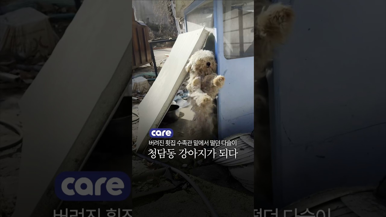 버려진 수족관 밑에 살던 말티즈. 청담동 반려견 되다. #말티즈