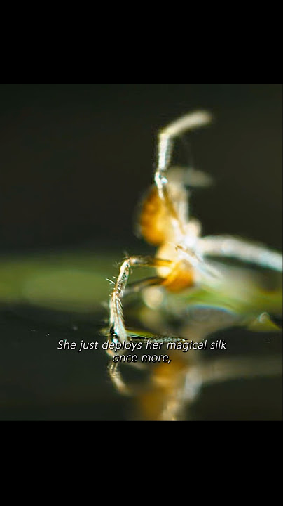 The Power Behind the Webs: Spider-Man’s True Secret#wildlife #animals #shorts #video