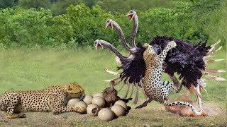 Amazing...Mother Ostrich Risked Their Lives Rushes To Attack Cheetah To Protect Her Eggs and Baby - YouTube