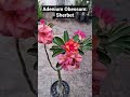 #adenium #beautifulflowers #sunday #bollywoodsongs #latamangeshkarsongs #ihavethisthingwithplants
