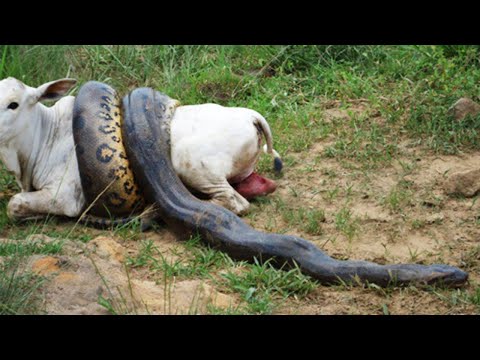 5 cobras gigantes capturadas - parte 6 - Mais Curiosidades