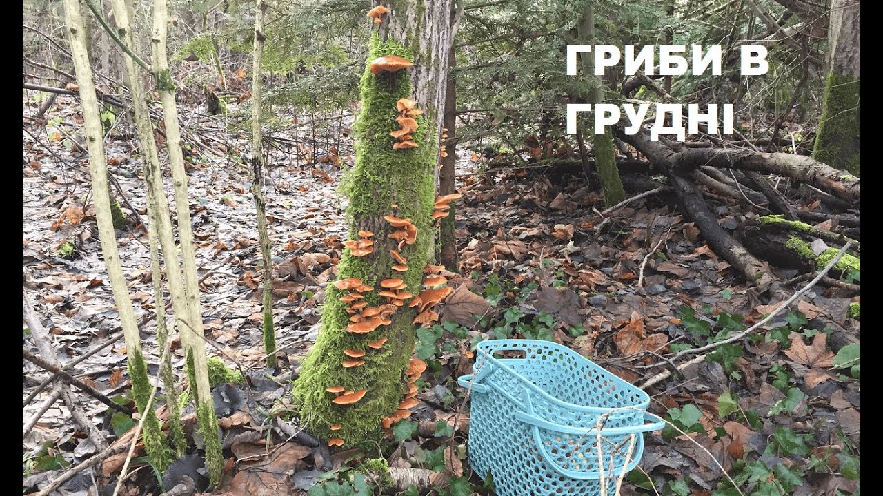 Чудовий збір грибів в грудні. Грибний хумус.