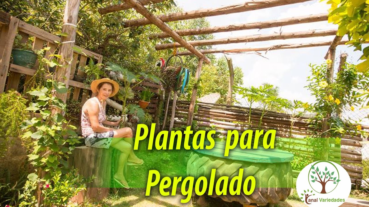 Dicas de Trepadeiras para Pergolado em Jardim cuidado na escolha Plantar em  Casa - thptnganamst.edu.vn