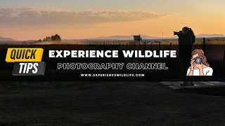 Planning Your Best Photo Year - Experience Wildlife Photography Quick Tips