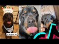 The Most Amazing Rottweiler TikTok Compilation | Dogs Of TikTok