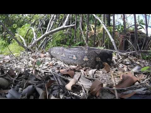 carpet python in mudgeerabah