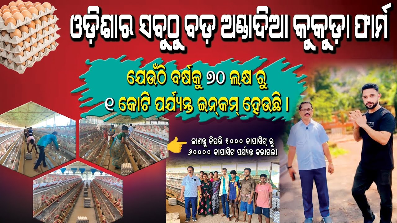 How to Start Poultry Egg Farming in Odisha | Step by Step Egg Business Guide 