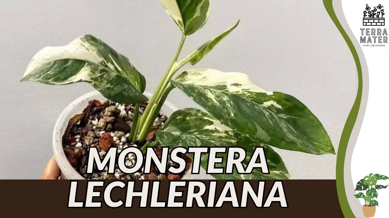 split leaf philodendron monstera Monstera 'Split-Leaf' 4