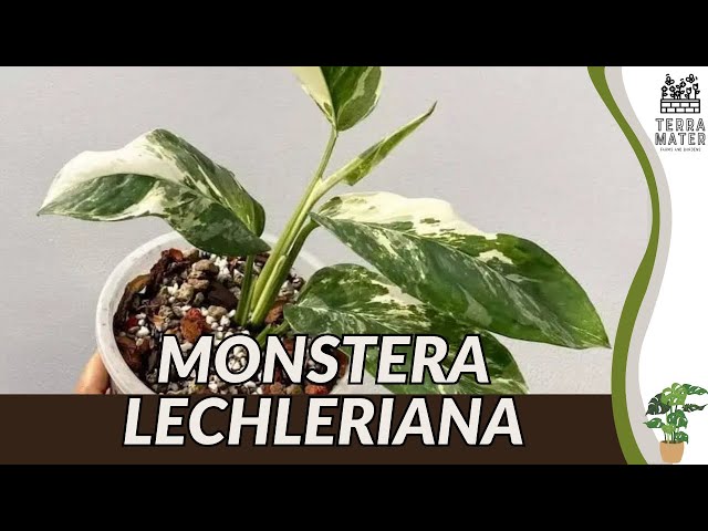 philodendron giganteum blizzard 4” Philodendron giganteum variegated 'Blizzard' – Canopy Plant Co main image 0
