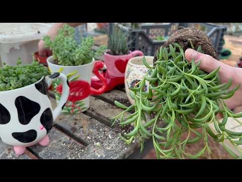 Succulent Cups! the Fall Equinox Ritual of 2025