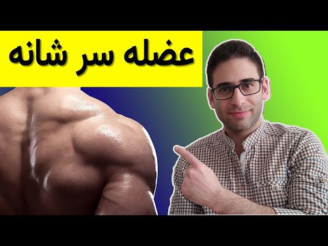 آناتومی عضلات سر شانه(ساختار آناتومی عضله شانه)