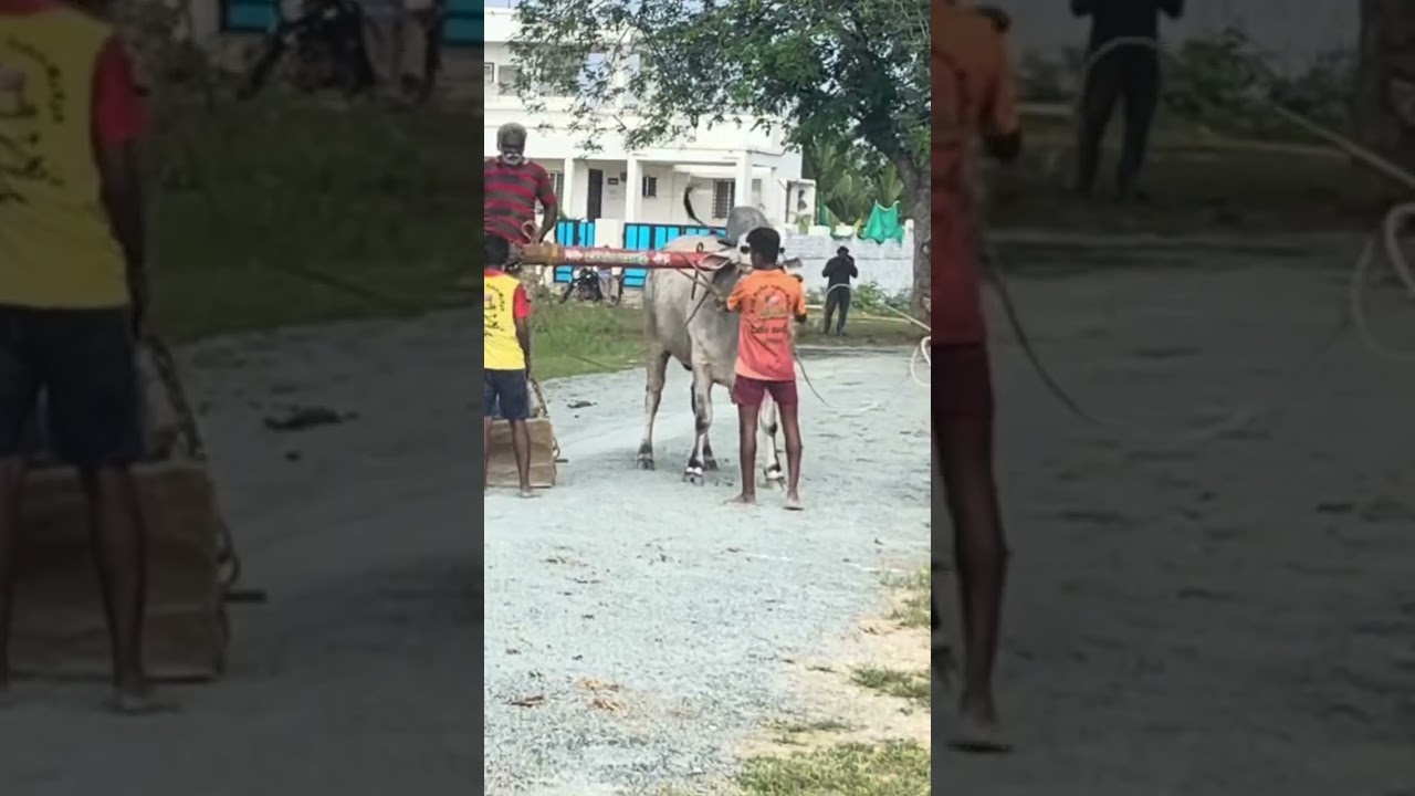 BEERAM BULLS 🔥 SAMBA 🔥