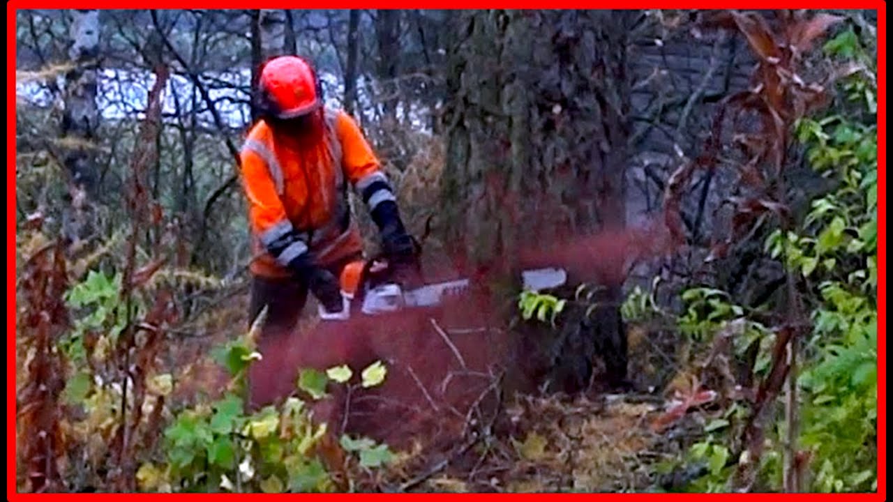 Cutting Down a Very Old Red Bark Spruce With Stihl Chainsaw - YouTube