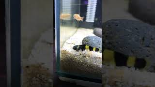 ปลาบู่หมาจู Bumblebee goby