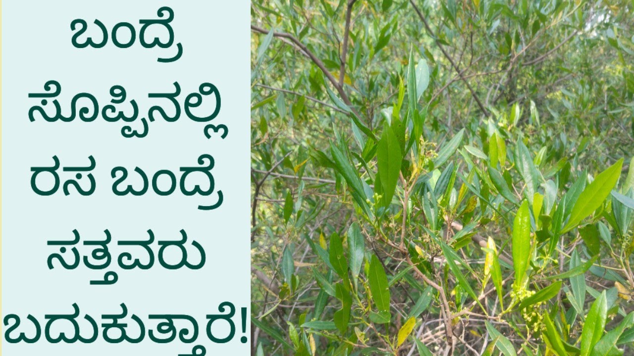 ಬಂದ್ರೆ ಸೊಪ್ಪಿನಲ್ಲಿ ರಸ ಬಂದ್ರೆ ಸತ್ತವರು ಬದುಕುತ್ತಾರೆ!/Green Hop bush/ಅಂತಿಂಥದ್ದಲ್ಲ ಅಂದರು ಗಿಡ #nativenest