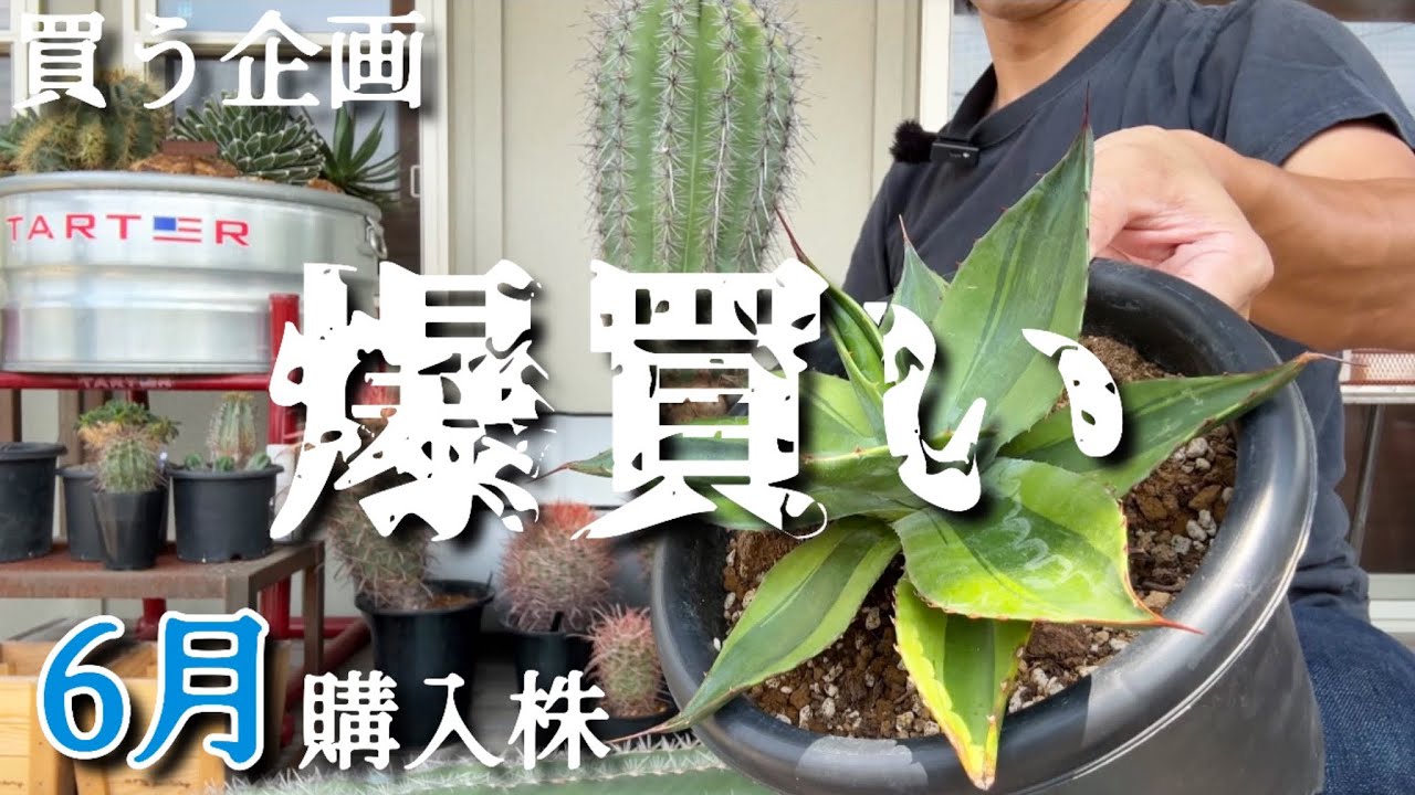 アガベ　オバティ　引取限定 現品販売ID:AOO-001】アガベ オバティフォリアオルカ18cm