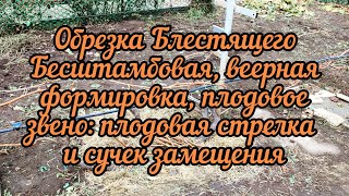 видео: Обрезка 11 летнего куста винограда сорта Блестящий на урожай картинка: Обрезка 11 летнего куста винограда сорта Блестящий на урожай