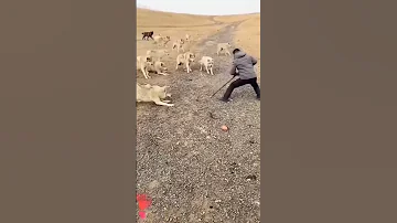 شاهد شاب يقاوم الذئاب بطريقة جميلة هجوم الذئاب على شاب ويقاومهم 