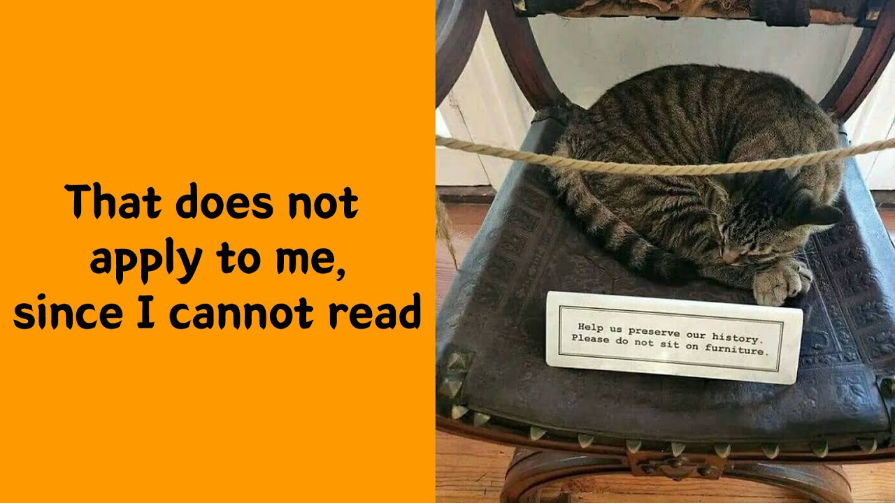 50 Cats Caught Being Jerks — And They Regret Nothing